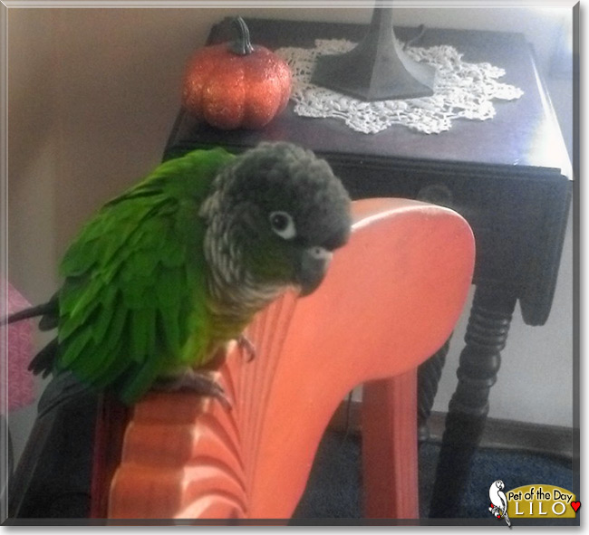 Lilo the Green Cheek Conure, the Pet of the Day