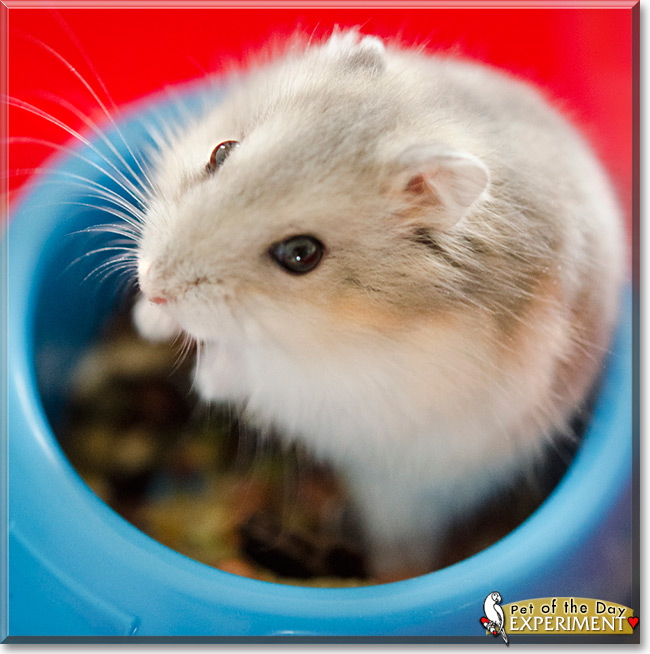 Experiment the Djungarian Hamster, the Pet of the Day