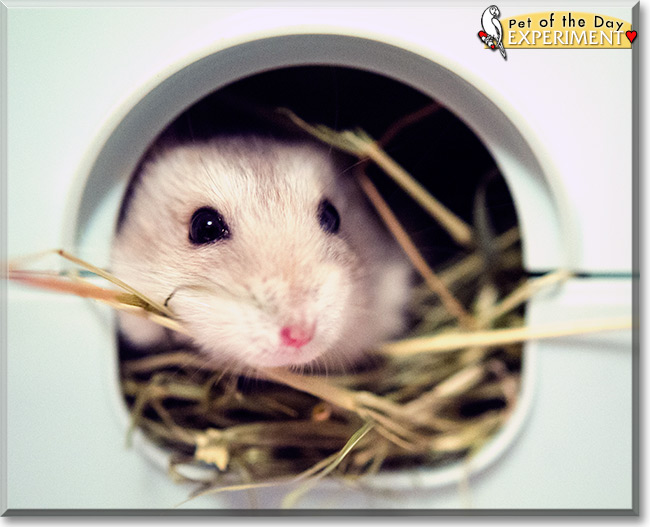 Experiment the Djungarian Hamster, the Pet of the Day