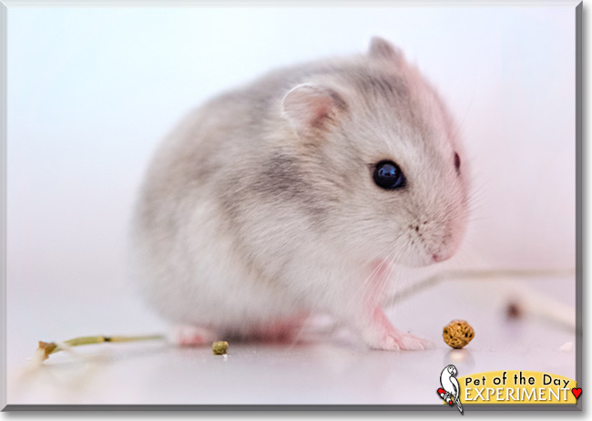 Experiment the Djungarian Hamster, the Pet of the Day