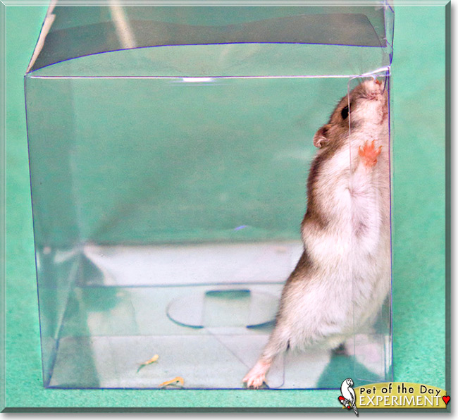 Experiment the Djungarian Hamster, the Pet of the Day