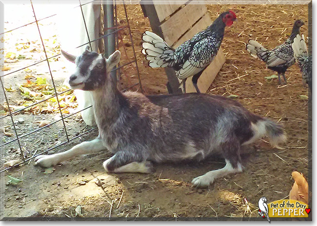 Pepper the Miniature Alpine Goat, the Pet of the Day