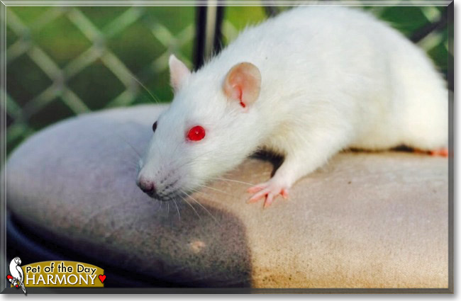 Harmony the PEW Fancy Rat, the Pet of the Day Harmony the PEW Fancy Rat, the Pet of the Day