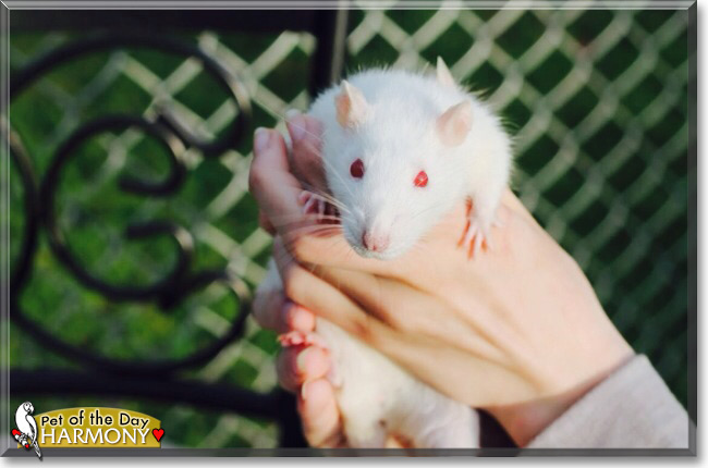 Harmony the PEW Fancy Rat, the Pet of the Day