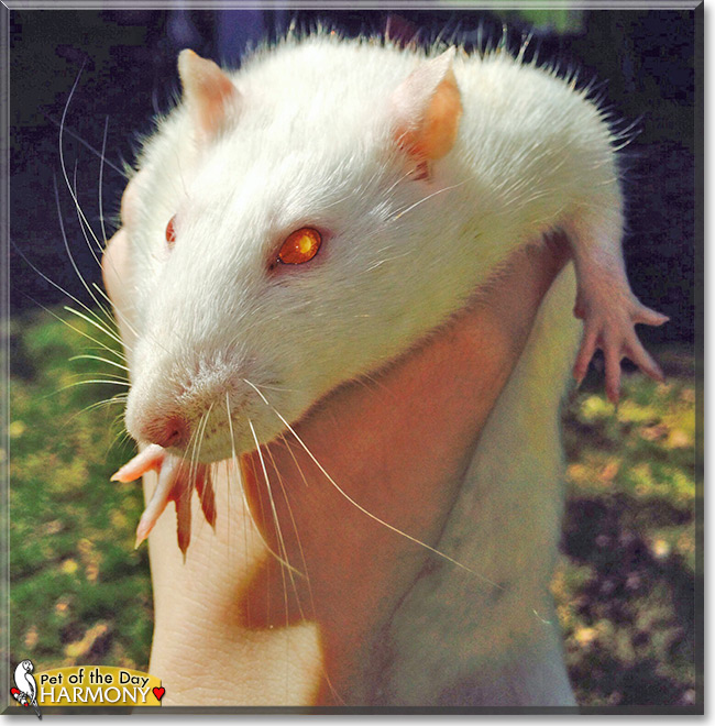 Harmony the PEW Fancy Rat, the Pet of the Day