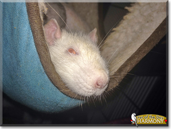 Harmony the PEW Fancy Rat, the Pet of the Day