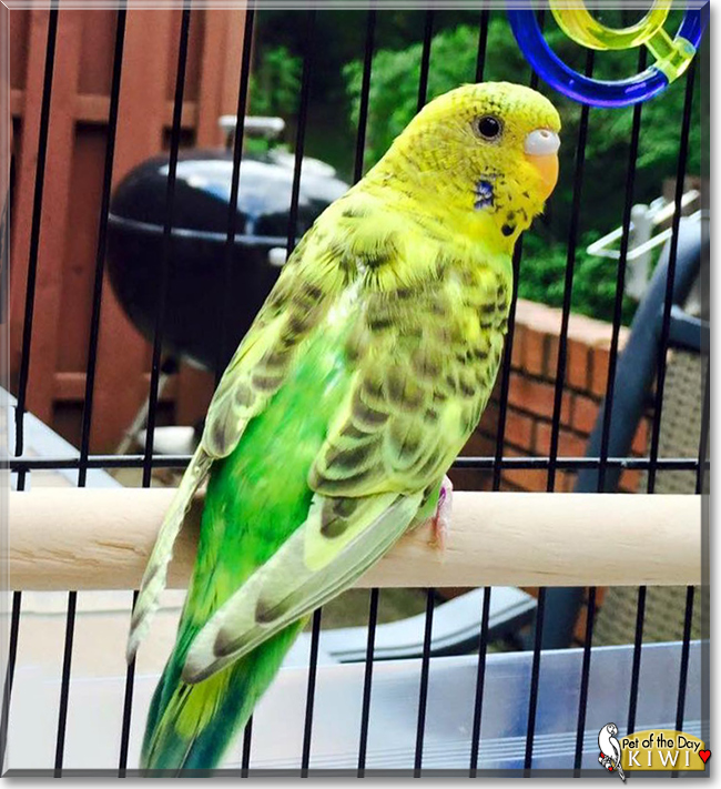 Kiwi the Green Parakeet, the Pet of the Day Kiwi the Green Parakeet, the Pet of the Day