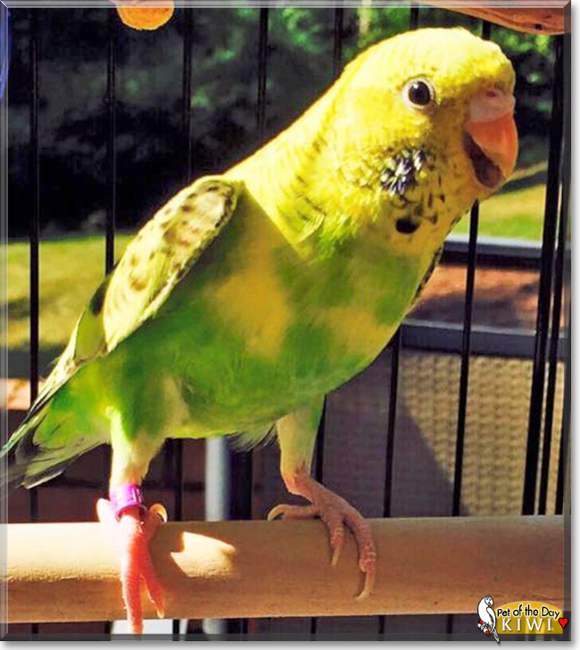 Kiwi the Green Parakeet, the Pet of the Day