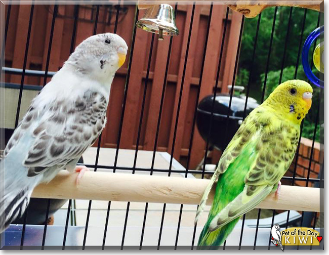 Kiwi the Green Parakeet, the Pet of the Day