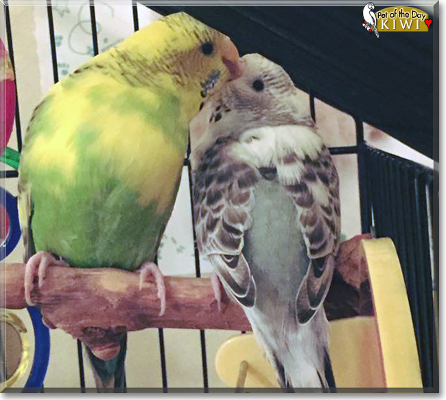 Kiwi the Green Parakeet, the Pet of the Day