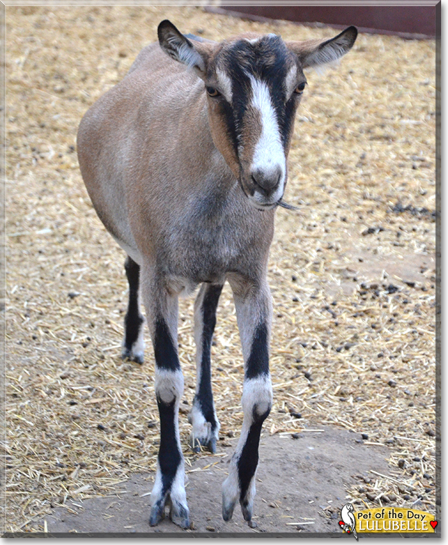 Lulubelle the Alpine Dairy Goat , the Pet of the Day Lulubelle the Alpine Dairy Goat, the Pet of the Day