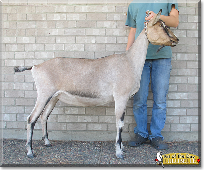 Lulubelle the Alpine Dairy Goat , the Pet of the Day