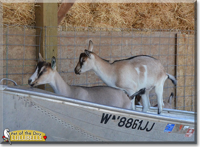Lulubelle the Alpine Dairy Goat , the Pet of the Day
