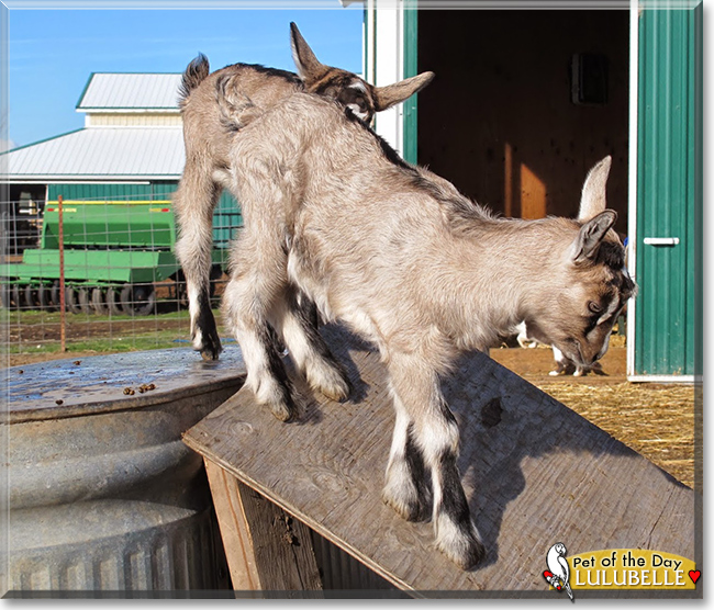 Lulubelle the Alpine Dairy Goat , the Pet of the Day