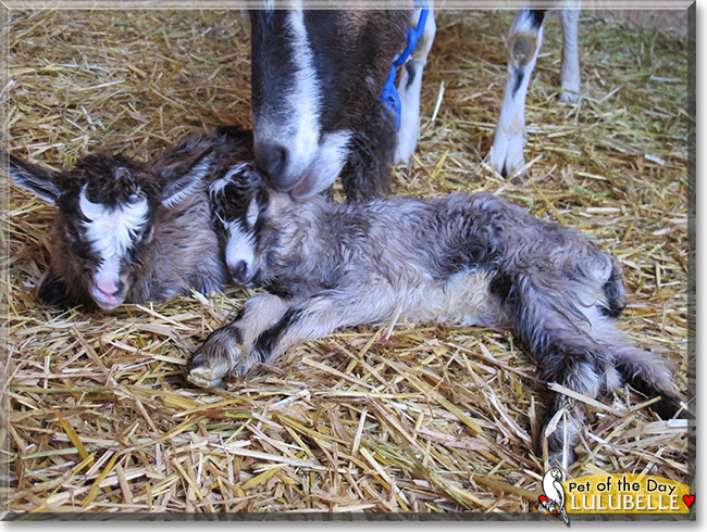 Lulubelle the Alpine Dairy Goat , the Pet of the Day