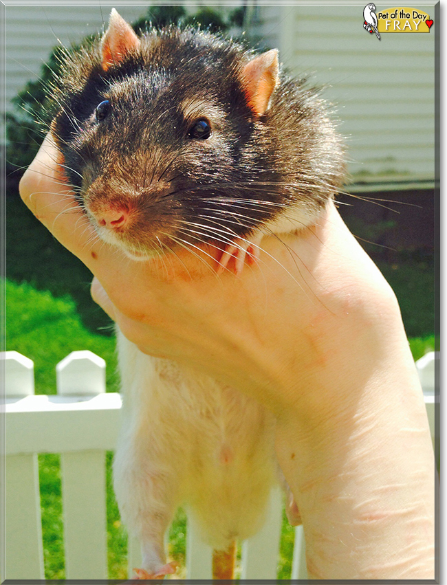 Fray the Hooded Rat , the Pet of the Day