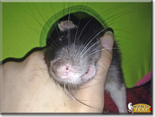 Fray the Hooded Rat , the Pet of the Day