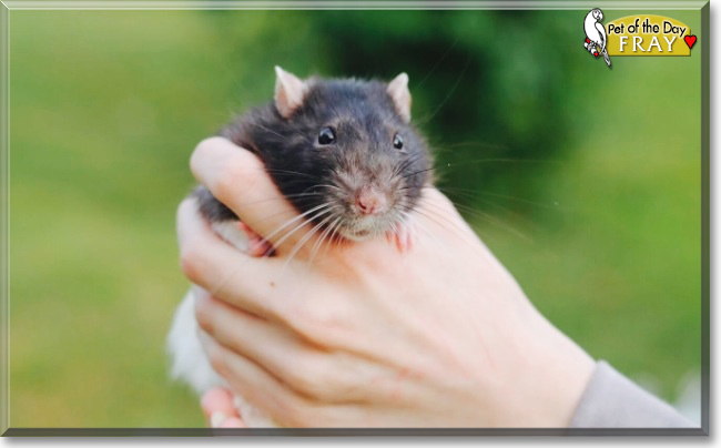 Fray the Hooded Rat , the Pet of the Day
