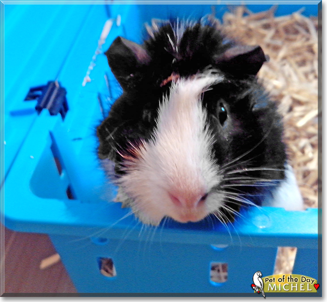 Michel the Guinea Pig, the Pet of the Day Michel the Guinea Pig, the Pet of the Day
