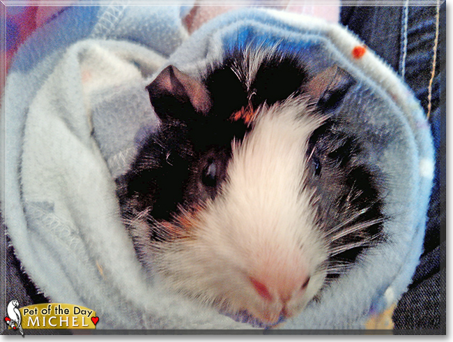 Michel the Guinea Pig, the Pet of the Day