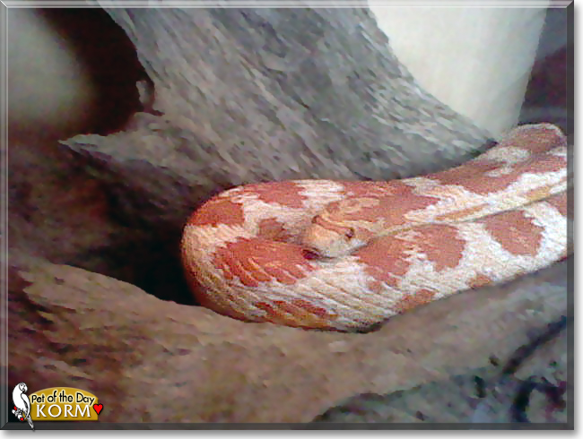 Korm the Albino Cornsnake, the Pet of the Day Korm the Albino Cornsnake, the Pet of the Day