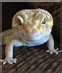 Thomas Gordon the Leopard Gecko