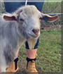 Tippy the Miniature Australian Goat
