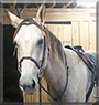Buck the American Quarter Horse