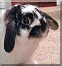 Alex  the Holland Lop Rabbit