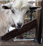Christian the Miniature Australian Goat
