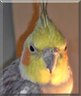 Rembrandt the Cockatiel