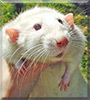 Treble the Babeback Dumbo Rat