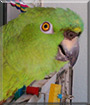 Doolie the Yellow Nape Amazon Parrot