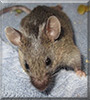 Splinter the Fancy Mouse