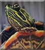 Freddy the Western Painted Turtle