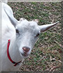 Annabelle the Nigerian Dwarf Goat