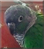 Lilo the Green Cheek Conure