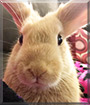 Cookie the Golden Palomino Rabbit