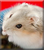 Experiment the Djungarian Hamster