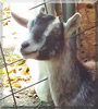 Pepper the Miniature Alpine Goat