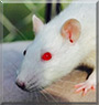 Harmony the PEW Fancy Rat
