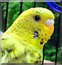 Kiwi the Green Parakeet