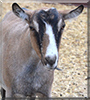 Lulubelle the Alpine Dairy Gost