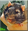 Fray the Hooded Rat