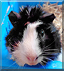 Michel the Guinea Pig