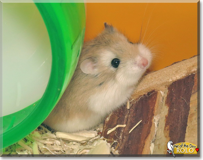 Rolo the Roborovski Dwarf Hamster, the Pet of the Day the Pet of the Day Rolo the Roborovski Dwarf Hamster, the Pet of the Day, the Pet of the Day