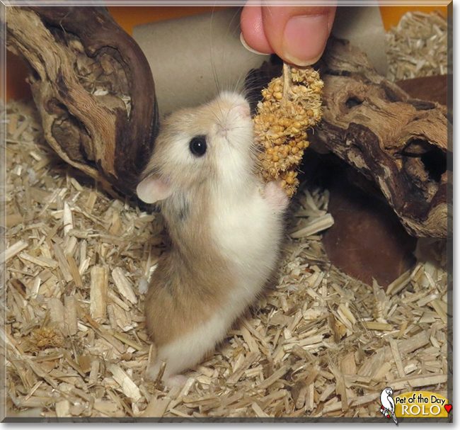 Rolo the Roborovski Dwarf Hamster, the Pet of the Day the Pet of the Day Rolo the Roborovski Dwarf Hamster, the Pet of the Day, the Pet of the Day