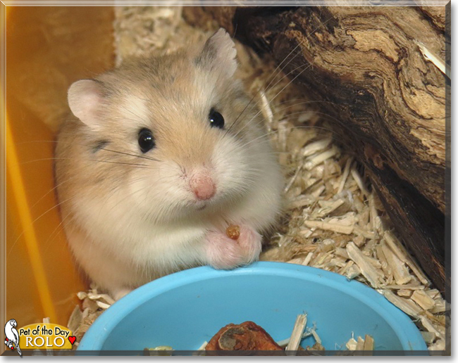 Rolo the Roborovski Dwarf Hamster, the Pet of the Day the Pet of the Day Rolo the Roborovski Dwarf Hamster, the Pet of the Day, the Pet of the Day