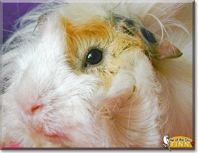 Finn the Guinea Pig, the Pet of the Day Finn the Guinea Pig, the Pet of the Day