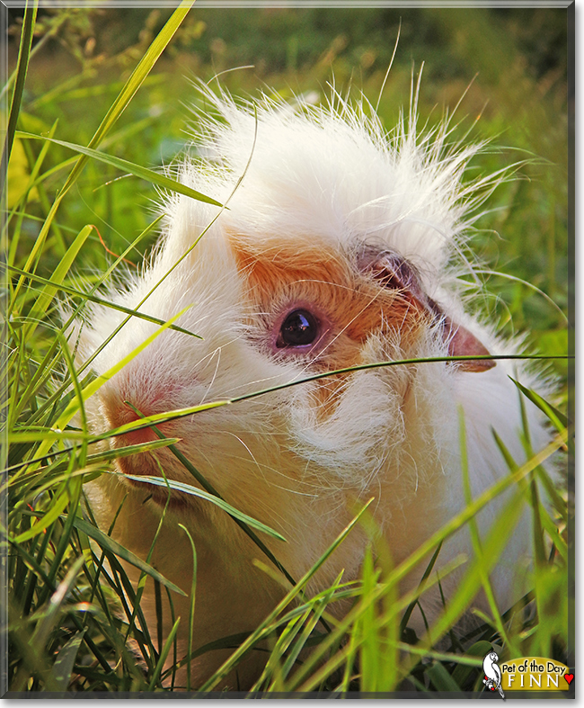 Finn the Guinea Pig, the Pet of the Day the Pet of the Day Finn the Guinea Pig, the Pet of the Day, the Pet of the Day